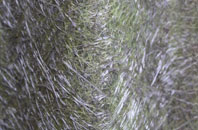 Anthill Common fibreglass roof work